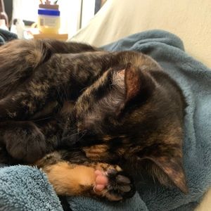 Meet your Posher, Mia